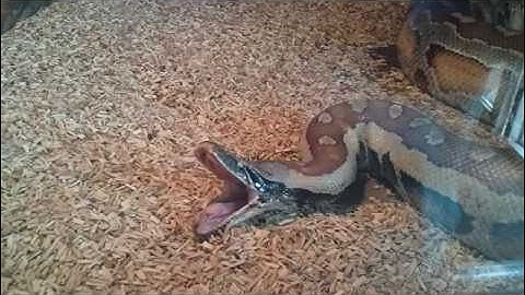 Huge blood python eats rat