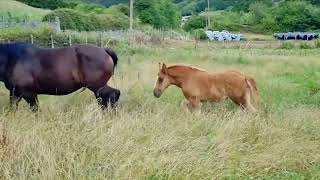 Luna y Kaeli .Yeguada Llaguno (Trucíos, Vizcaya). #caballos #stronghorses #ganado