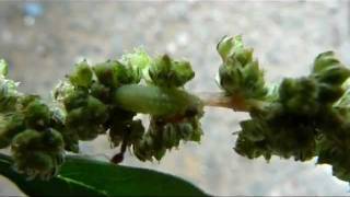 Datos Ants tending a Lycaenid larva Guía