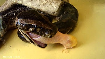 Python snake eating chicken leg