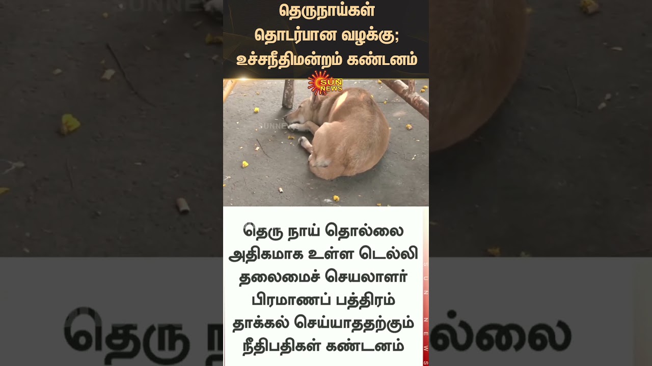 Stray dogs Case update | Supreme Court | Delhi | Latest news | Tamil news | Sunnews