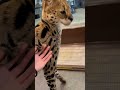 【おはようサーバルシリーズ㉝】