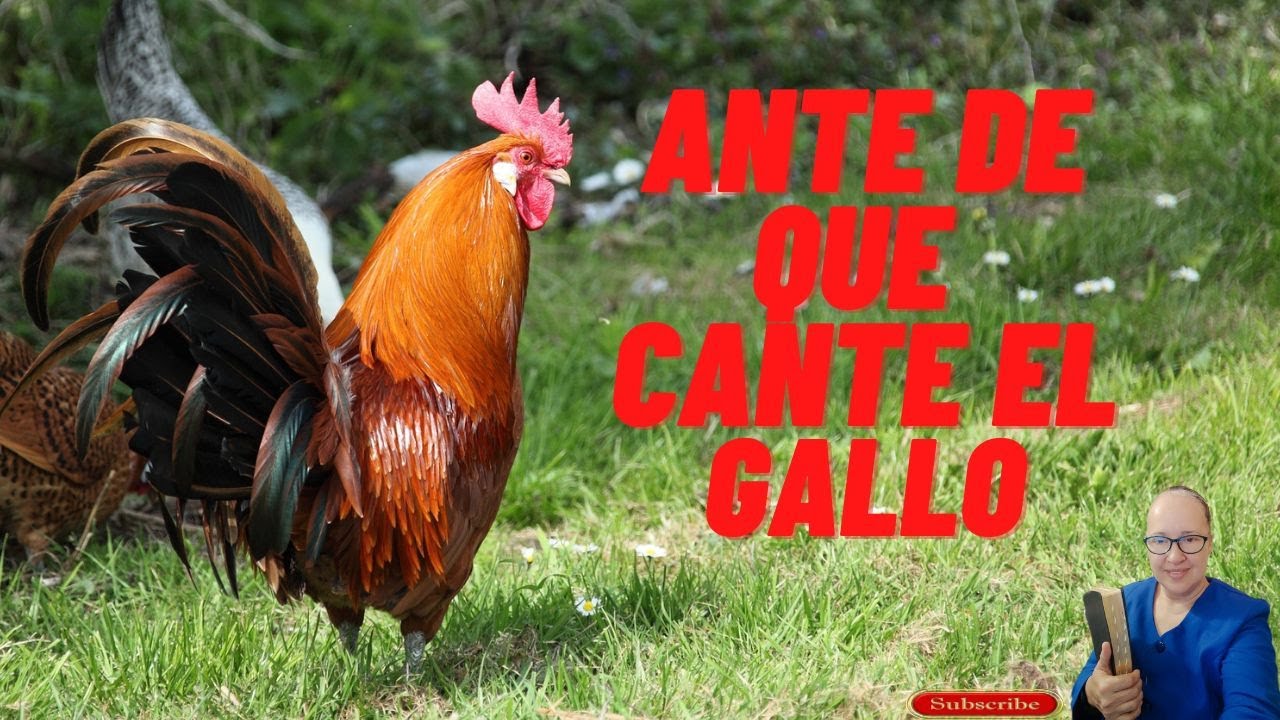 Antes De Que Cante El [GALLO] 2 Veces Me Habras Negado 3 Veces - YouTube
