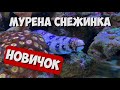 Новичок Мурена Ехидна (снежинка) | Морской аквариум