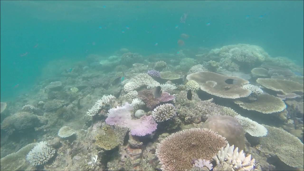 Diving and snorkeling off Green Island (GBR - Cairns, Australia) - YouTube