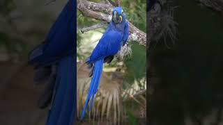 Гиацинтовый ара, Hyacinth macaw #parrot#macaw#ара#попугай#птица