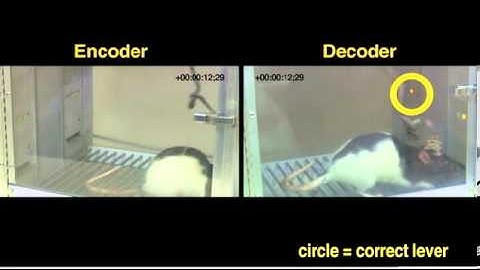 Telepathy is real! Scientists develop mind-reading implant that links the brains of rats