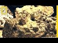 Stonefish strikes without warning  national geographic