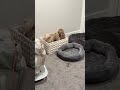 Guess he found what he was looking for! 😅 #dogsoftiktok #havanesedog #bentleyadventures