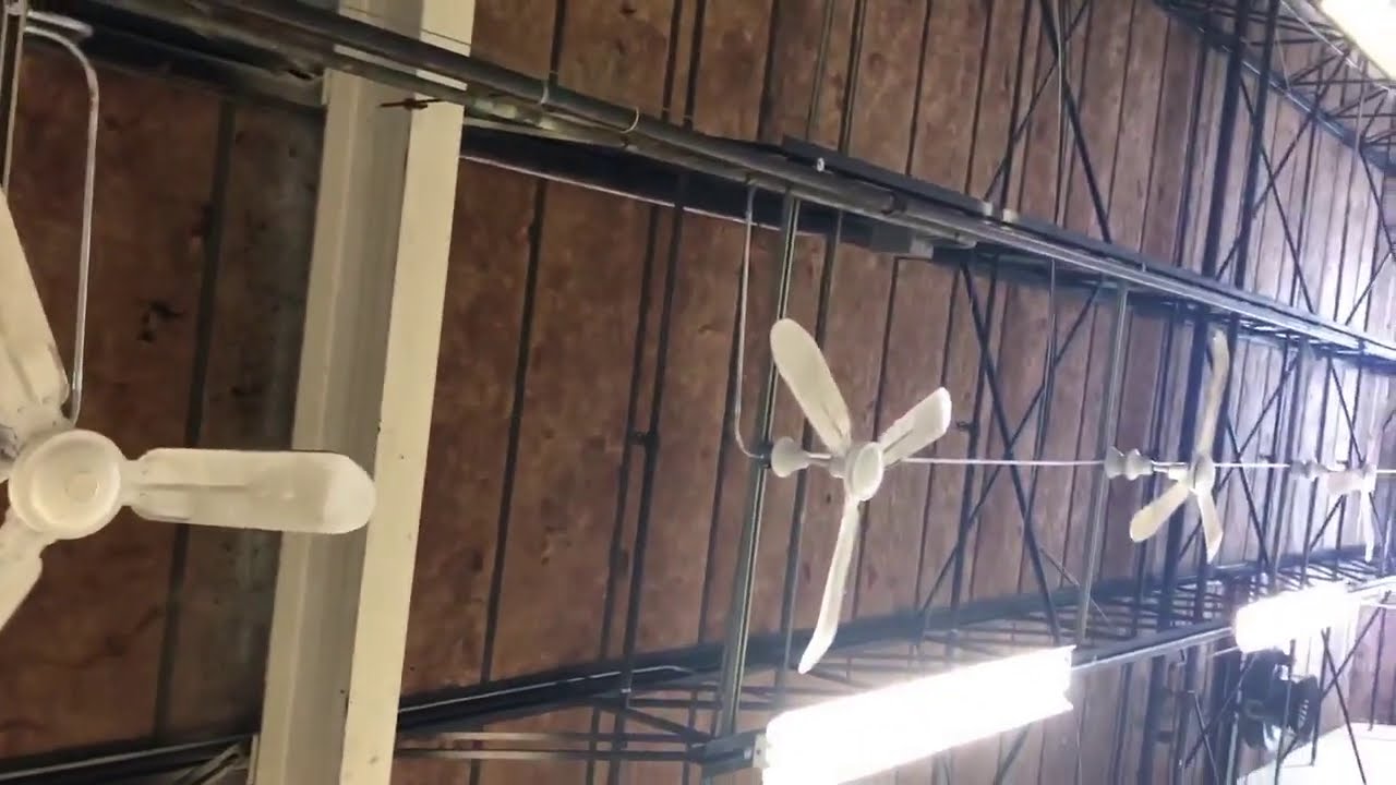 Agrifan, Dayton/Lasko, TAT, Safer Ceiling Fans