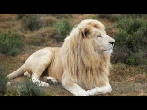 Video: Leones blancos: una leyenda que se ha hecho realidad