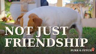 The Fox That Rewrote Itself | Dogs Understand You Better Than Chimps Do