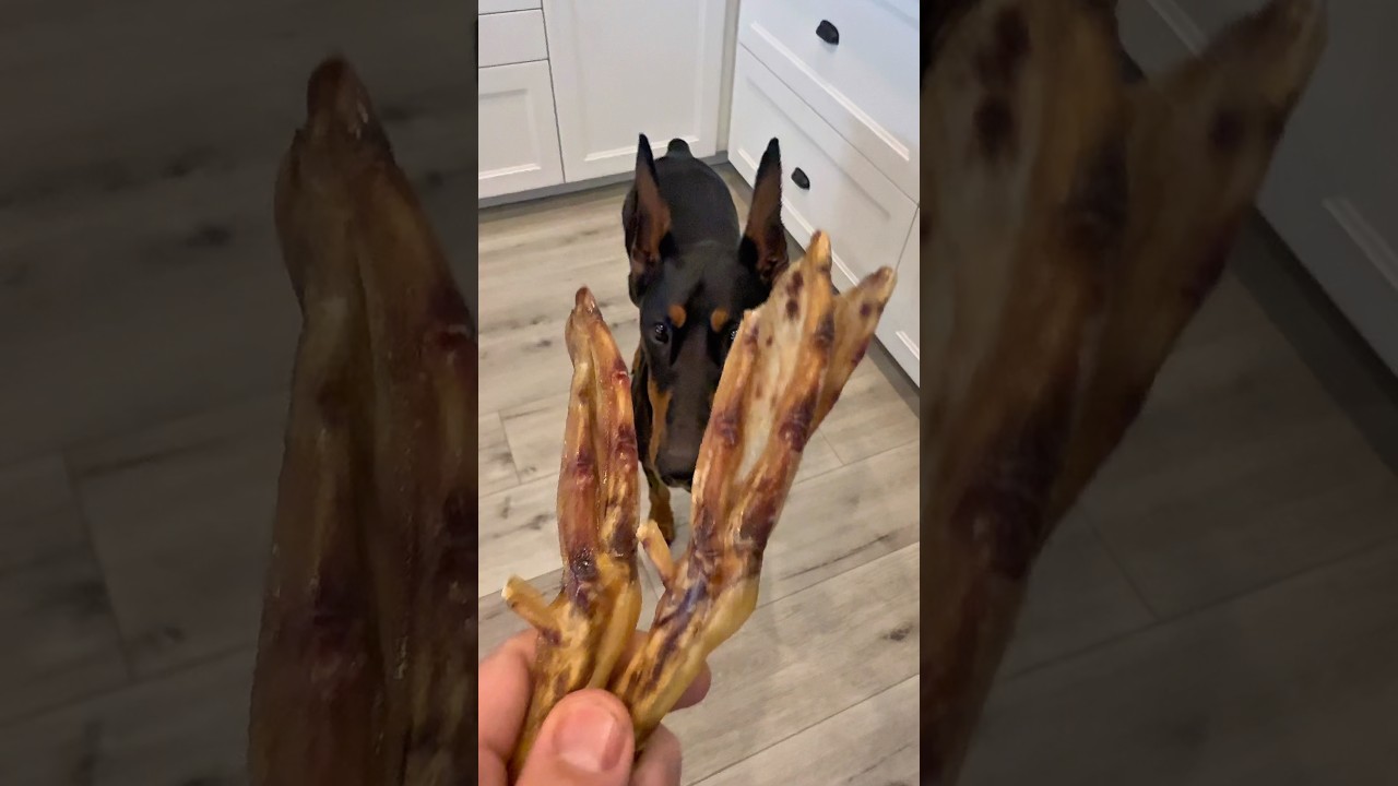 Утиные лапки для собак 