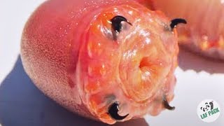 Worms That Can Hook You | Bloodworm Facts | Laf Pack
