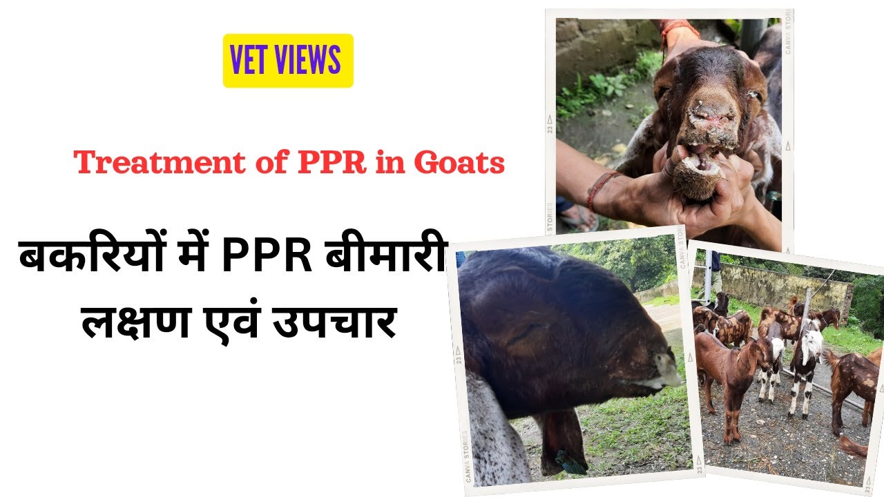 Treatment Of PPR In Goats ppr Symptoms YouTube treatment-of-ppr-in-goats-ppr-symptoms-youtube