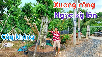 7/6 ☎️ DUY 0937111698 CẶP XƯƠNG RỒNG NGỌC KỲ LÂN, MAI VÀNG GIÁ TẠI VƯỜN CHÀO BÁN