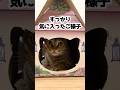 キャットフードを箱買いしたら箱がアレになった…！？ #shorts #保護猫 #cat #猫のいる暮らし #AIM30
