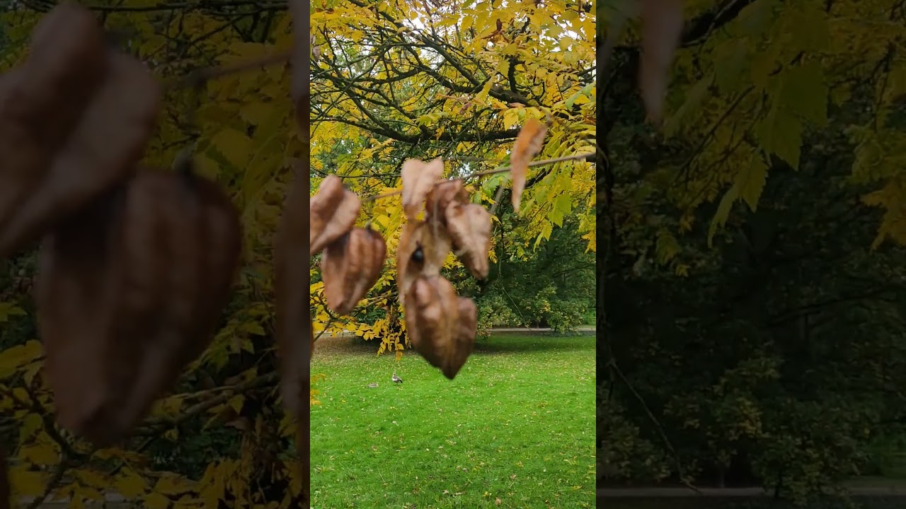 Koelreuteria paniculata Blasenbaum, Blasenesche oder Lampionbaum