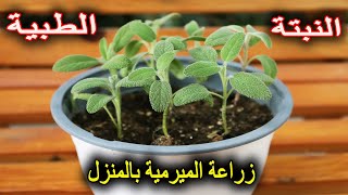 النبتة الطبية العطرية | زراعة الميرمية من البذور بالمنزل