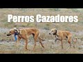 Caceria Con Galgo/Saluki - (Greyhound Coursing)