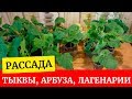 Рассада тыквы, арбузов, лагенарии. Почему я не буду прививать