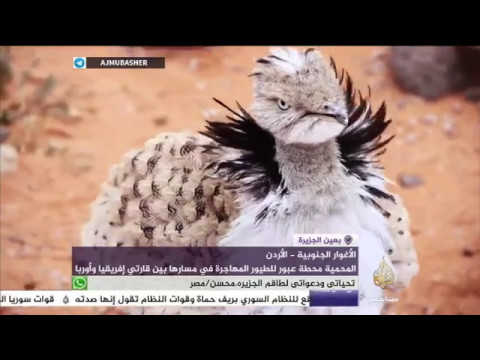 بعين الجزيرة .. محمية فيفا الطبيعية في جنوب الأردن واحدة من 300 موقع لرعاية الطيور