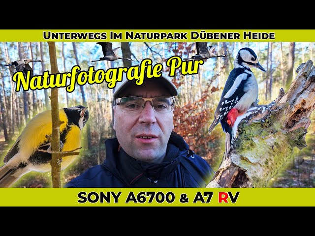 Naturfotografie im Naturpark Dübener Heide - Sony A6700 - Sony A7 RV - Ein Waldspaziergang