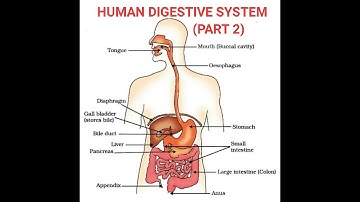 HUMAN DIGESTIVE SYSTEM OR HUMAN ALIMENTARY CANAL (PART 2)/ CBSE/ CLASS 10/ CHAPTER 6/ LIFE PROCESSES
