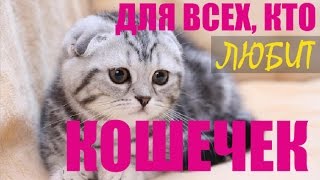 Шотландская вислоухая кошка (моя мечта сбылась)