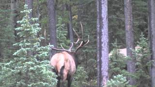 Bull Elk bugle up close