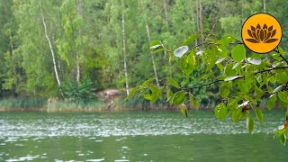 Morning birdsong with sound of wind on lake, 3 hours of nature sounds for rest and relax.