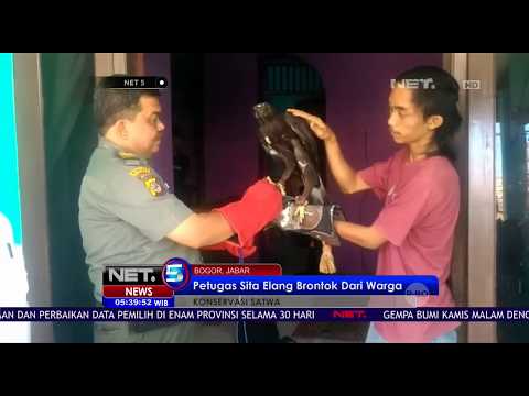 Video: Adakah burung hitam tiga warna dilindungi?