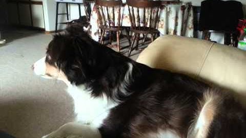 Miniature Aussie Howling