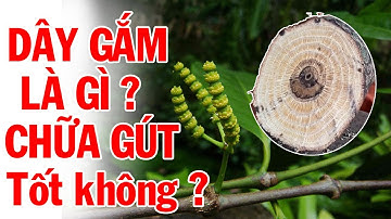 Cây Dây Gắm Đặc Trị Gút (gout) Uống 1 tháng hết đau 6 Tháng Hết Hẳn. Đặc Điểm