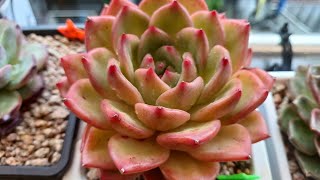 자리 못잡고 쪼글탱이 일주일 넘게 저면 탱탱이가 되네요 #순정 #아지트 #소간지 #succulent #多肉植物