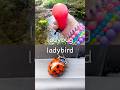 Kids Learn | Bug Insect Names at the Stream: Weevil Slug Jewel Beetle Ladybug Bee