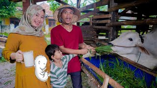 IBU HAMIL NGIDAM MINUM SUSU SAPI PERAS 🐮 Kasih Makan Hewan | Ali vlog