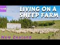 Living on a Sheep Farm in a Sleepy New Zealand Hamlet (Ep. 53) - Family Travel Channel