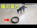 【猫ホイホイ】猫が輪っかの中に入る習性について確かめてみた（20171014)【コテツ】