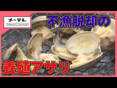 愛知県産アサリの激減続く　水質浄化が逆に災い、潮干狩りも相次ぎ中止　再生の切り札は“すいかアサリ” (26/04/13 17:40)