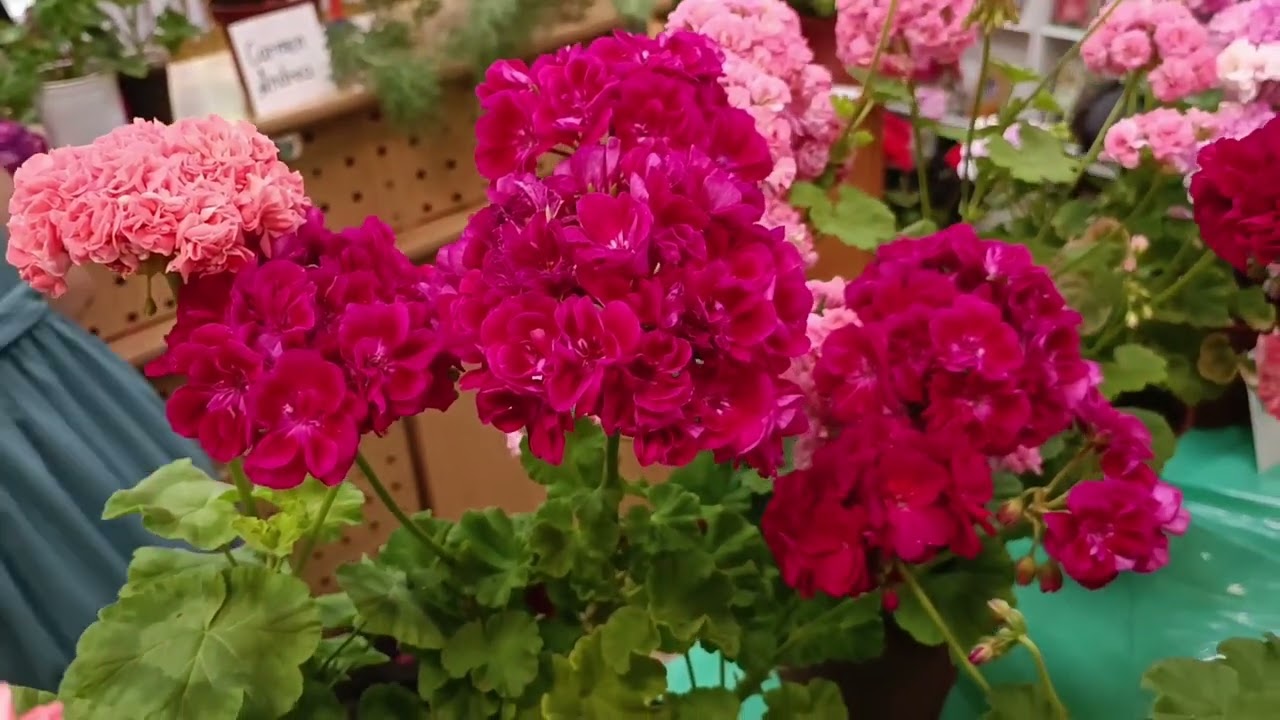 Выставка пеларгоний Архангельск 30.07.2022г.