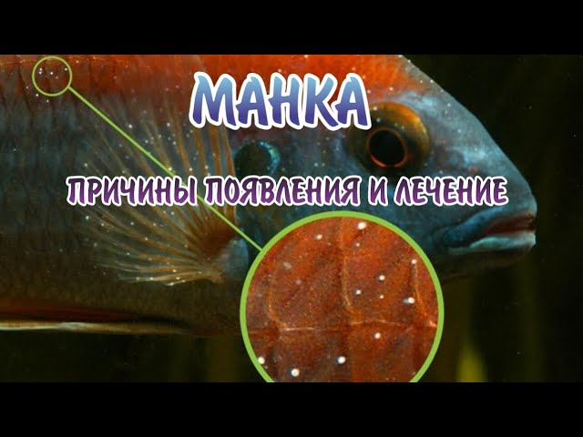 Ихтиофтириоз(Манка).Причины появления и лечение.