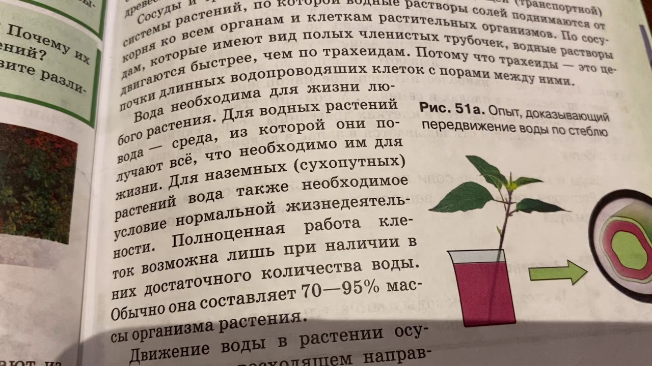 Опыт передвижение органических веществ по стеблю. Передвижение воды и питательных веществ по стеблю биология 6. Передвижение воды и питательных веществ в растении 6 класс. Путь передвижения воды по растению. Тест передвижение веществ у растений 6 класс