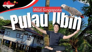 Pulau Ubin 🦜 Singapore’s richest ecosystems home to Singapore’s last kampungs 🪨 新加坡 🇸🇬 乌敏岛