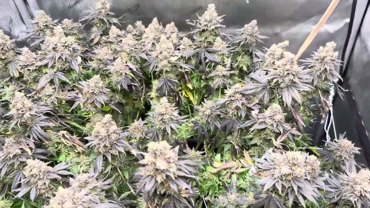 Growing weed, harvest day!  mandarin cookies V2