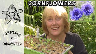 How to Sow Cornflowers in Autumn for Bigger, Earlier Flowering Plants || Quick & Easy Guide