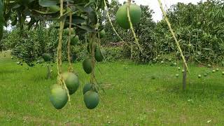 Mango Garden In Bangladesh Dinajpur District