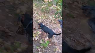 My Family German Terrier Playing With Forest Turtle2