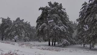 Вечерний снегопад в 4к 2160р. Зимний футаж снегопада. Релакс-видео. Сосны в снегу. Зимний пейзаж.