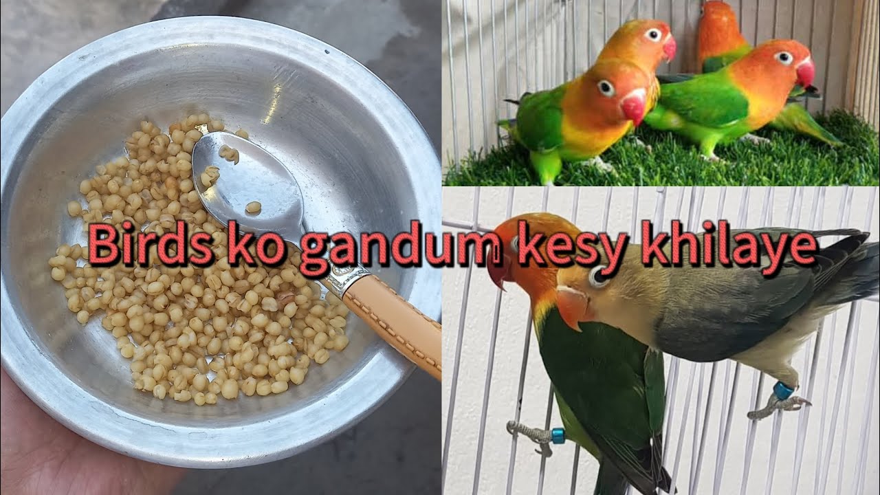 Birds ko gandum kesy khilaye👌